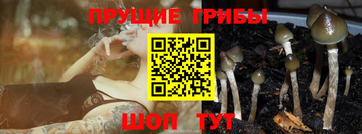 Галлюциногенные грибы Cubensis Усть-Кут